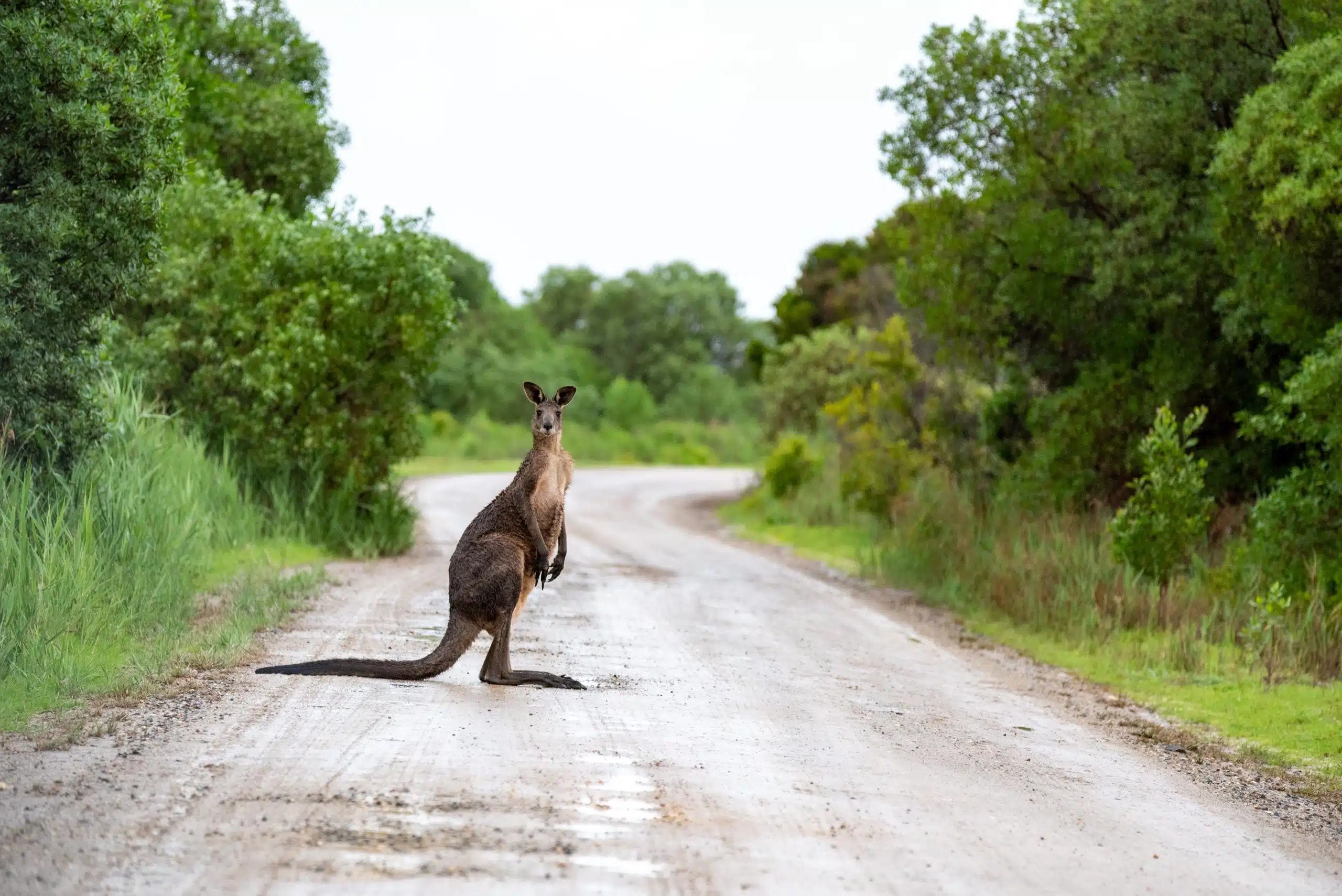 A kangaroo standing on a remote, dusty road in the Australian outback, symbolizing the unexpected encounters and natural beauty experienced while transporting a car across Australian states. The image reflects the adventurous spirit of self-driving on long interstate routes, highlighting the unique wildlife and landscapes of Australia, relevant to the article 'Interstate Car Transport: Should You Drive Yourself Or Hire A Professional?